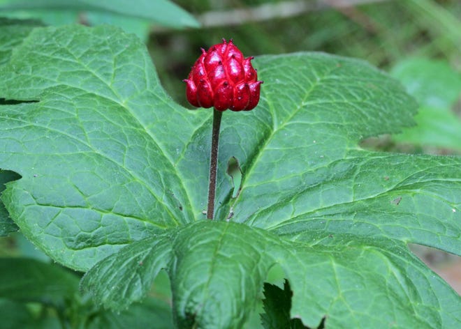 Goldenseal was used as a medicinal herb.