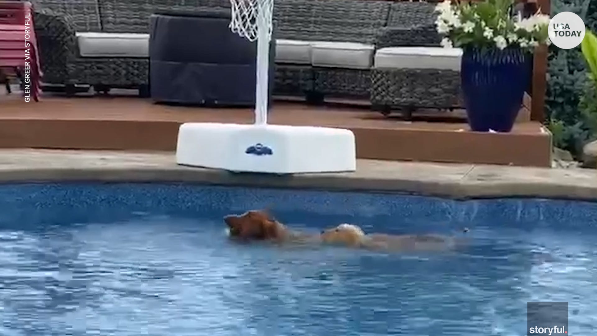 pup swimming pool