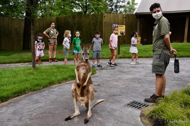 Cincinnati Zoo Roo Valley Opens Tuesday