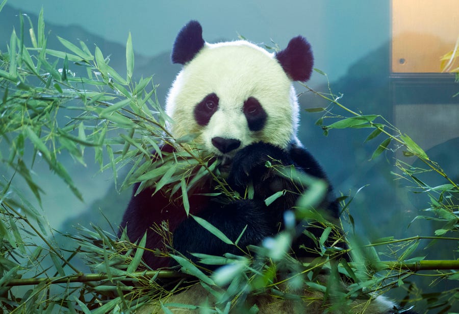 Giant panda Mei Xiang eats bamboo in her pen at the National Zoo, in Washington, Saturday, Jan. 16, 2016.