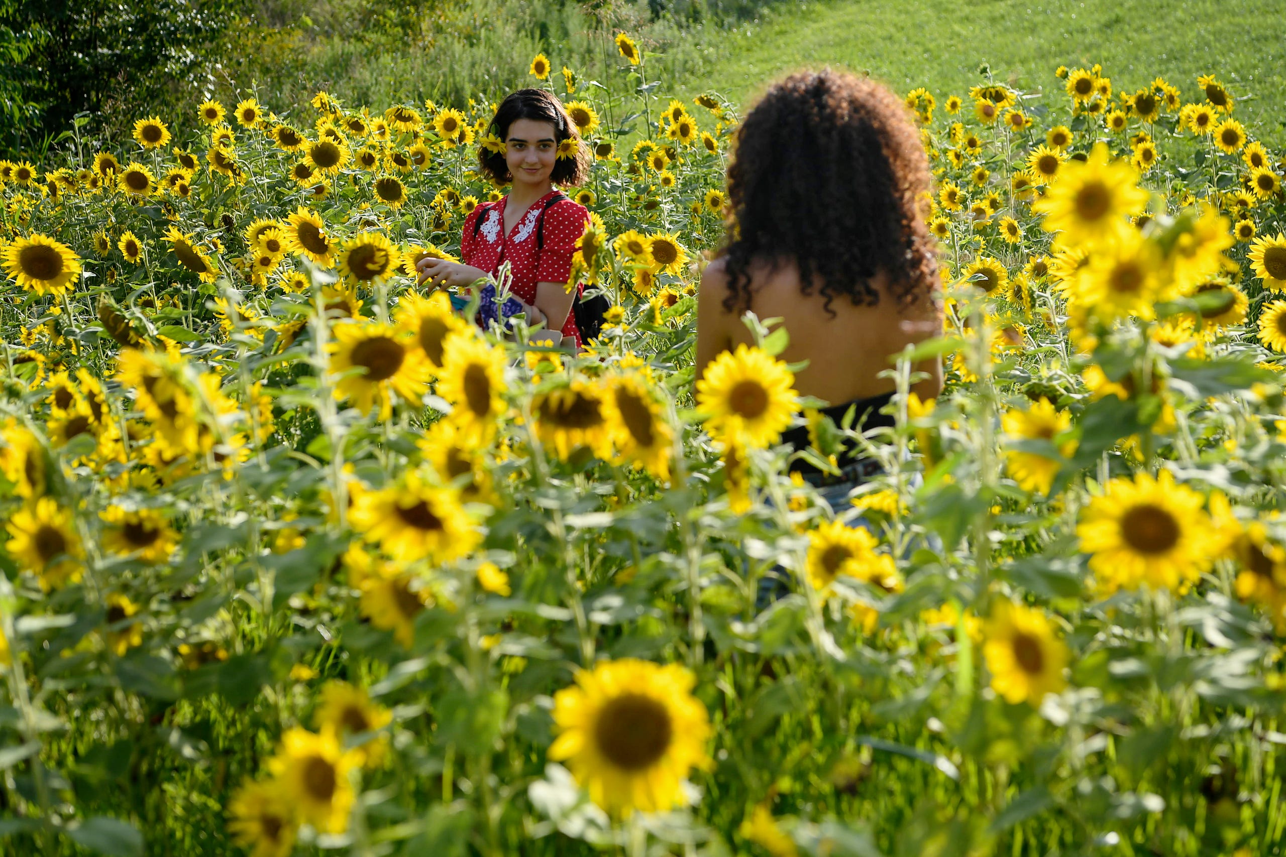 Residents of the Olivette community picked sunflowers to spread cheer across the Craggy Bridge in Woodfin August 19, 2020.