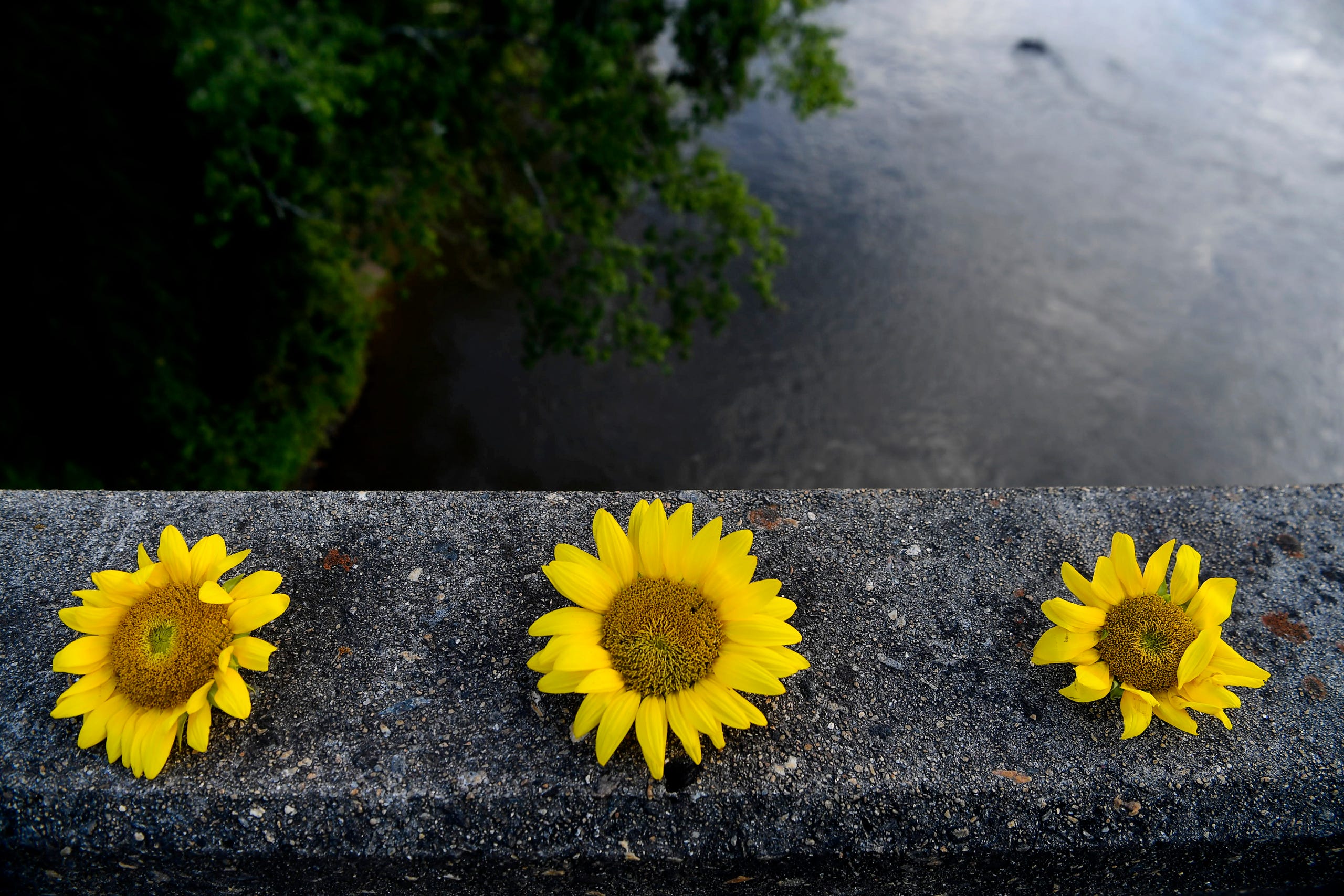 Residents of the Olivette community picked sunflowers to spread cheer across the Craggy Bridge in Woodfin August 19, 2020.