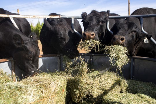 Cows belonging to rancher Trenton Hancock eat hay that he provided for them on a ranch near St. Johns, Arizona. Hancock has been growing the hay and feeding the cattle to help make up for grasslands that have been parched this summer.