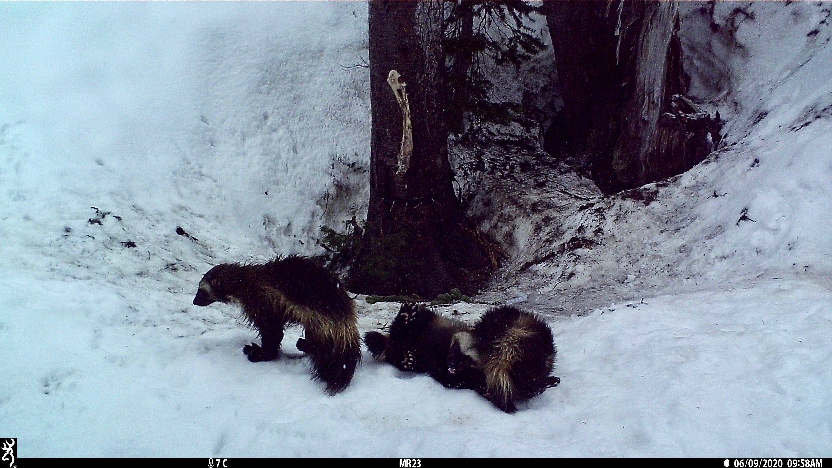 Wolverines return to place they've been unseen for 100 years
