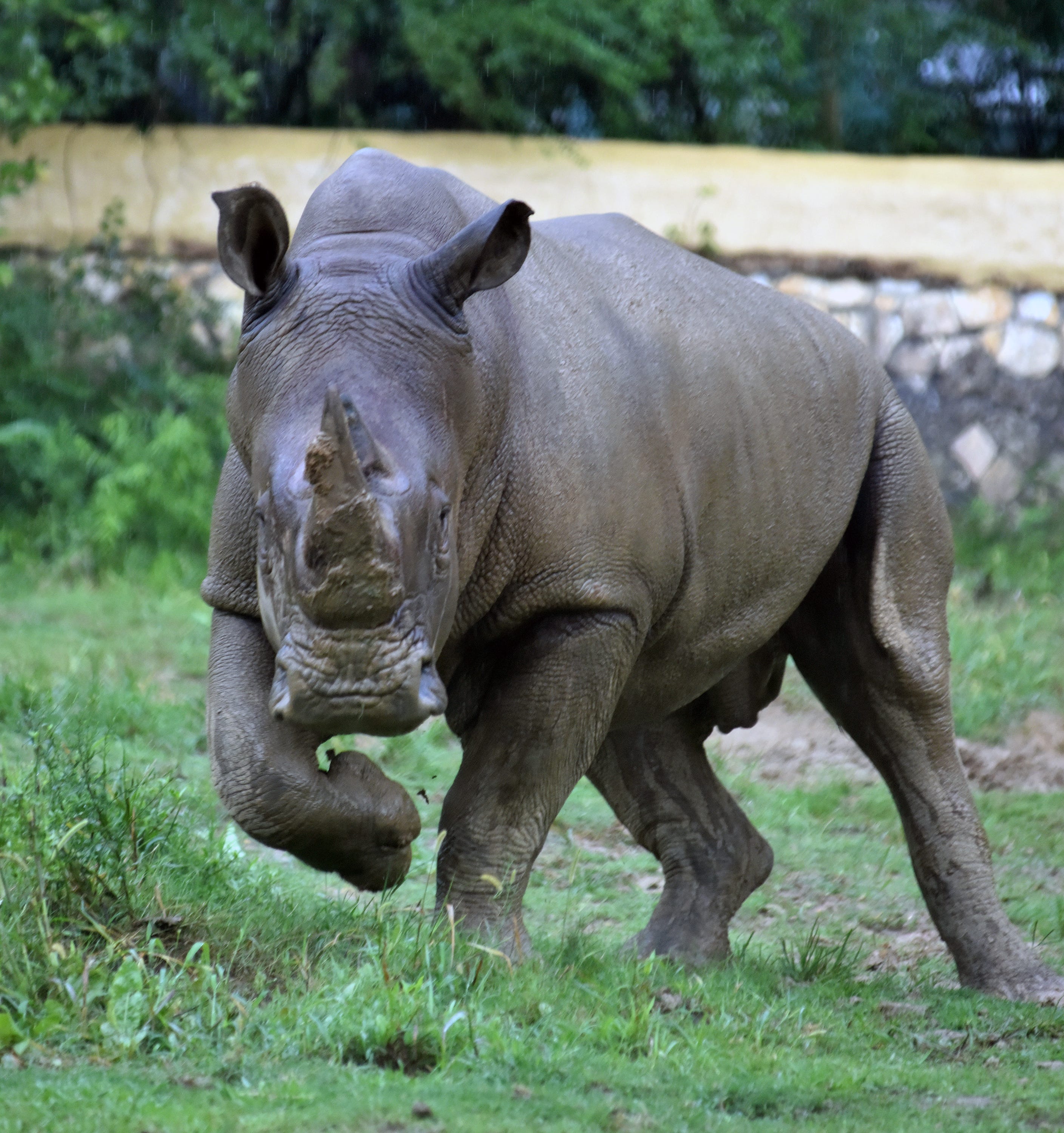 Jackson Zoo reopens with limited capacity, hours