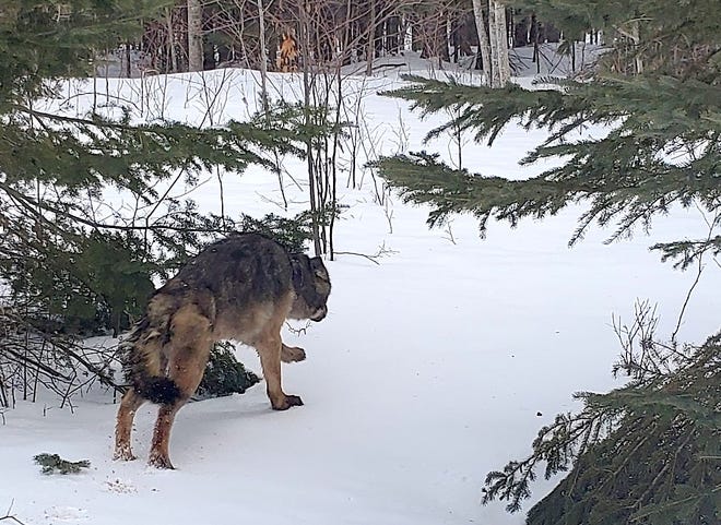 An adult male wolf runs Jan. 30 after being trapped, fitted with a GPS tracking collar and released in the Upper Peninsula of Michigan. The animal traveled at least 2,000 miles, including through Wisconsin, over the next 6 months before being illegally killed in Minnesota.
