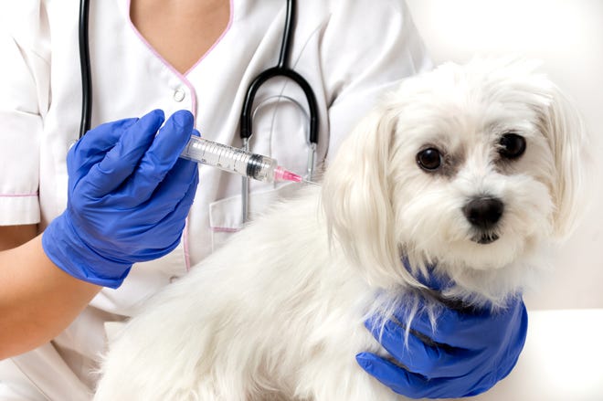 Appointments, masks and social distancing will be required for free rabies vaccine clinics offered by the Cumberland County Department of Health.