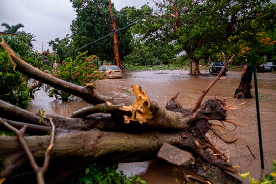 A flooded area and a downed tree caused by Tropical Storm Laura in Salinas, Puerto Rico.