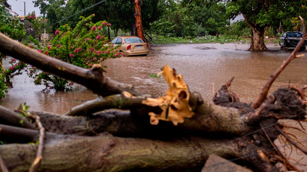 A flooded area and a downed tree caused by Tropical Storm Laura in Salinas, Puerto Rico.