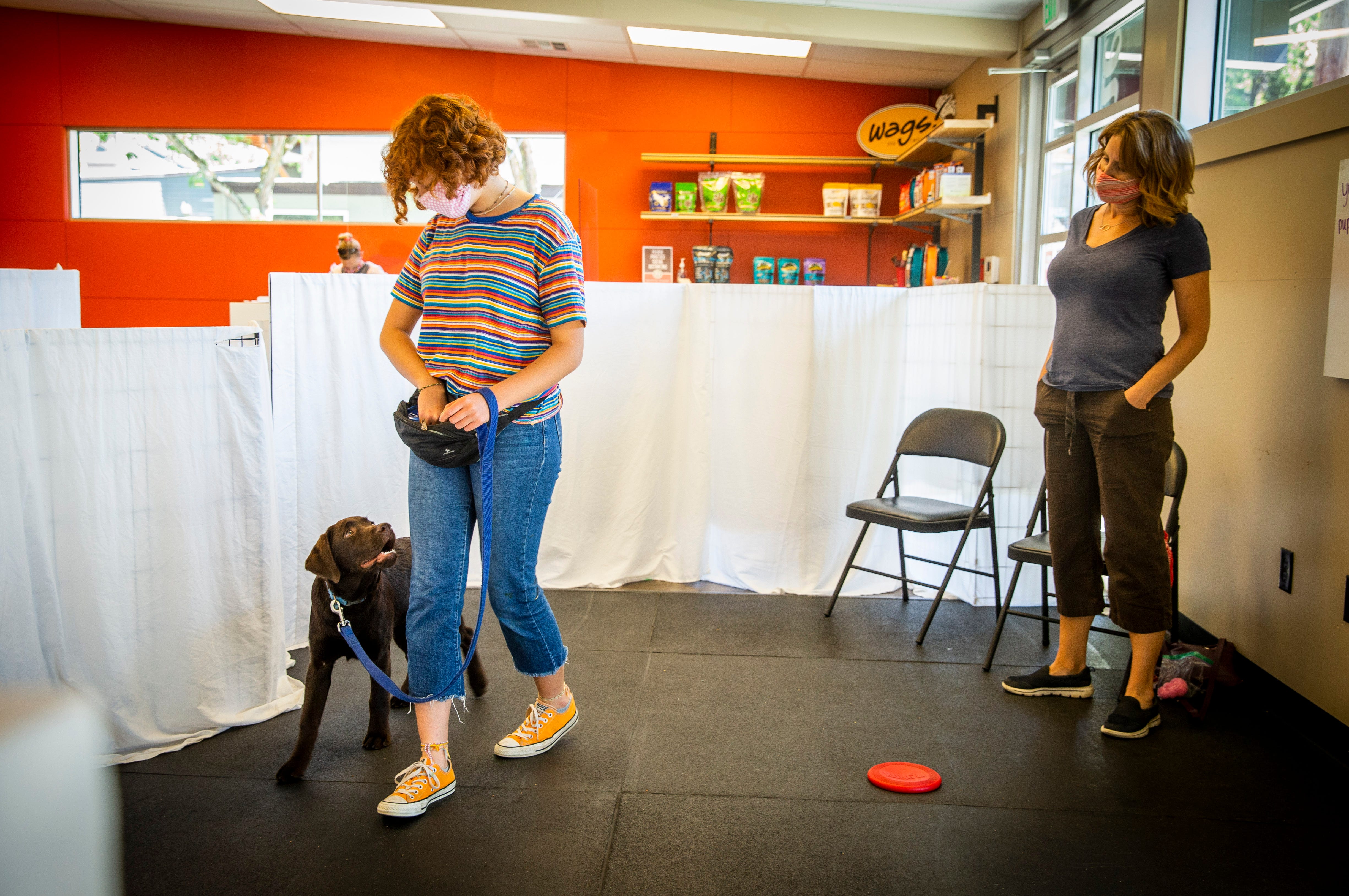 What Does It Mean When A Dog Is Aca Registered