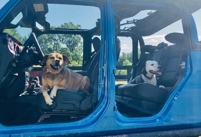 Top 10 cars for dog owners include a few surprises, including Tesla