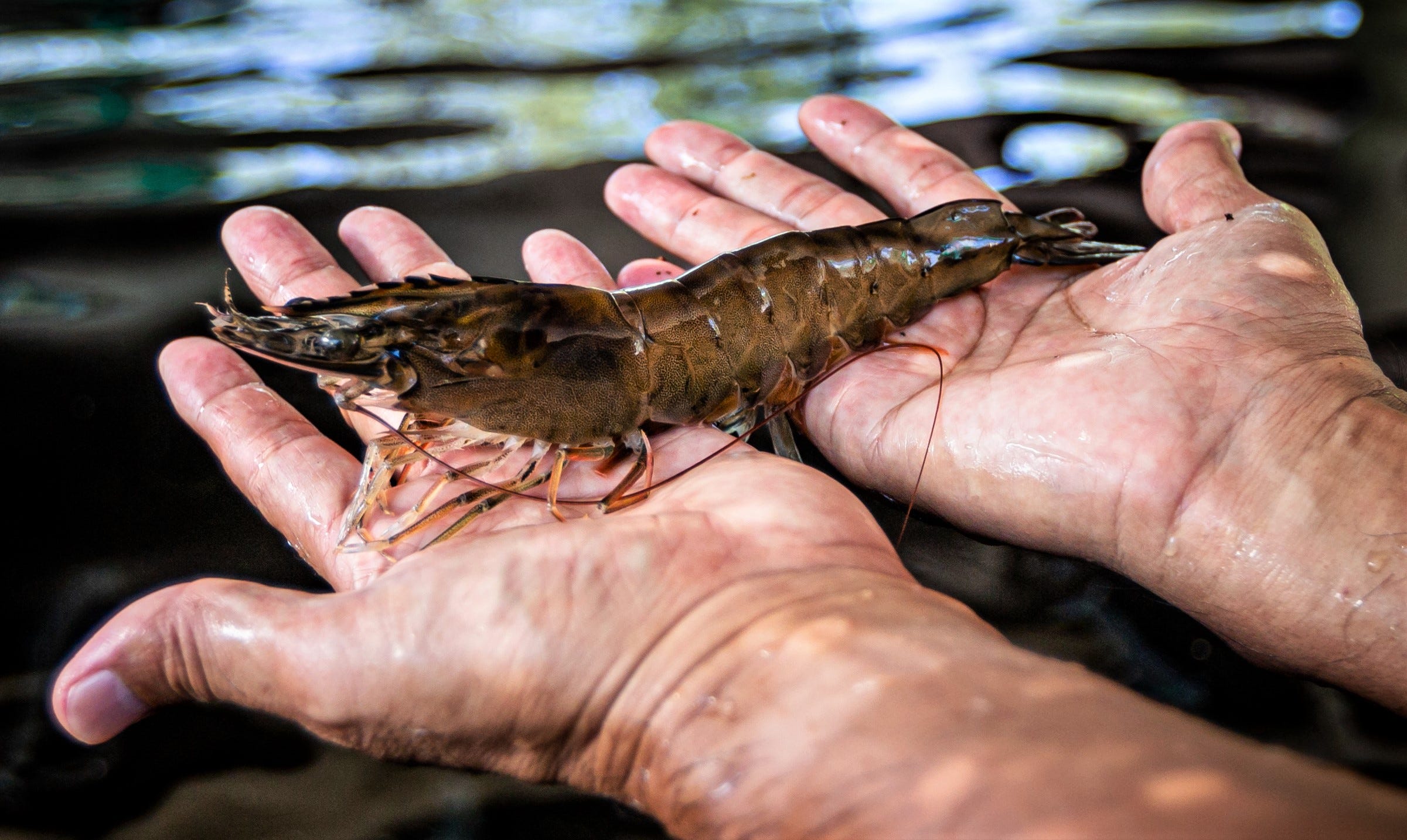 UOG program provides shrimp, prawns and tilapia to island Lifestyle