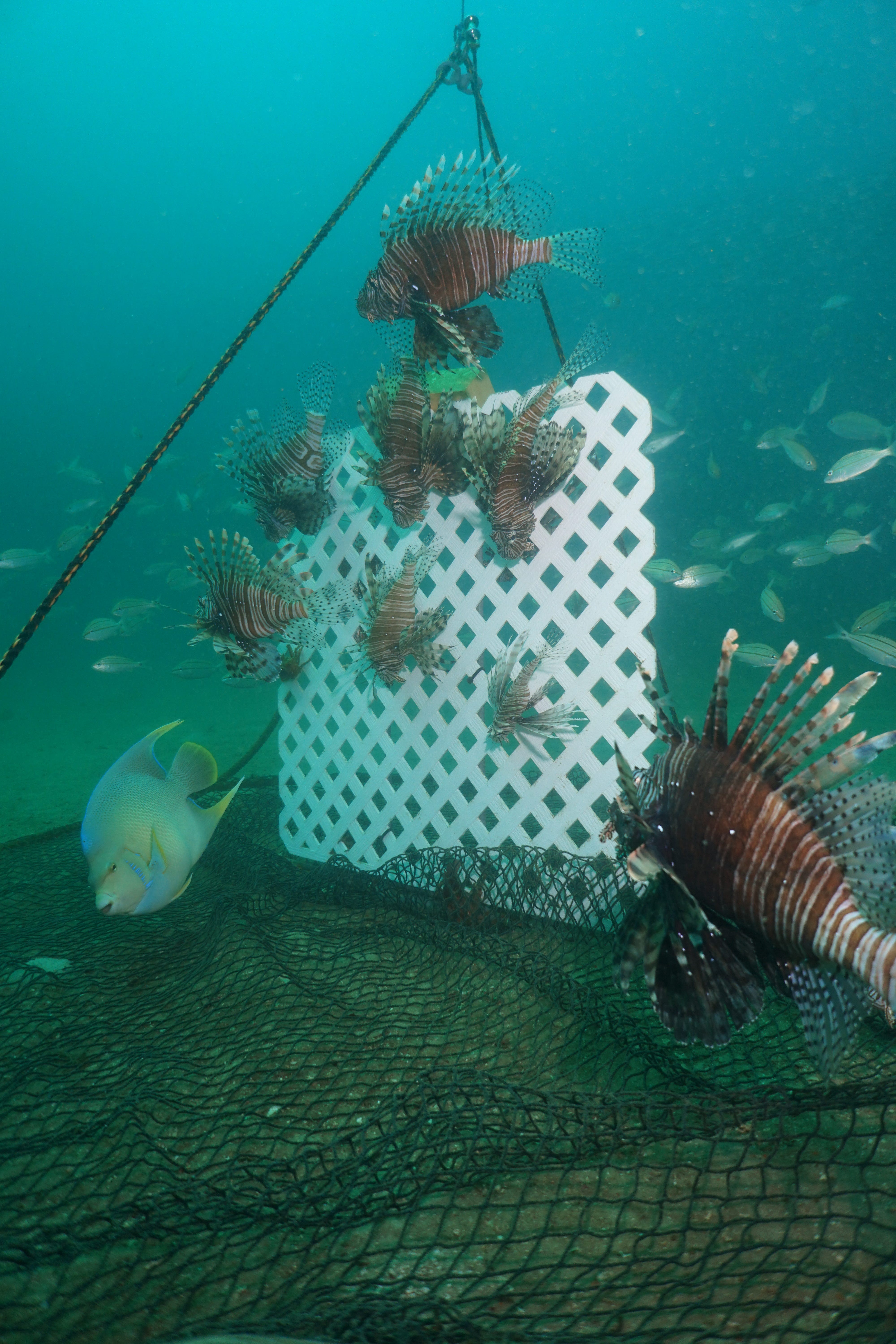 UF develops new Gittings lionfish trap to catch more invasive species