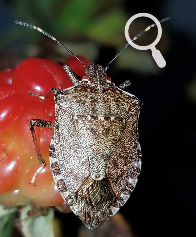 The Brown Marmorated Stink Bug Is A New Florida Pest