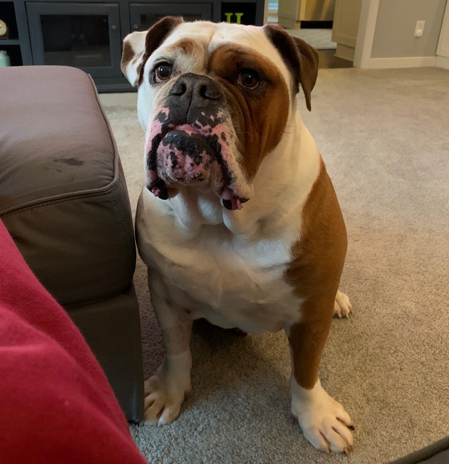 This is Maddon, not to be confused with the NFL video game franchise. However, this 100-pound pup could probably be confused with a linebacker.