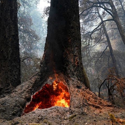 Fire burns in the hollow of an old-growth redwood 