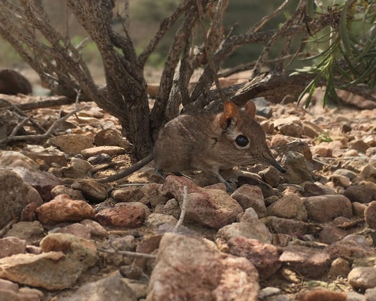 This handout photo obtained from Global Wildlife Conservation on August 14, 2020 and taken in February 2019 at the field site Assamo in the Republic of Djibouti by Richard Heritage/Duke University Lemur Center shows the first-ever photo of a live Somali Sengi or Somali elephant shrew, one of the 25 most wanted lost species, for scientific documentation. - For half a century, many believed the Somali Sengi to be lost. But the tiny, proboscis-nosed mammal lived quietly away from humans in rocky areas of the Horn of Africa, scientists said on August 18, 2020.