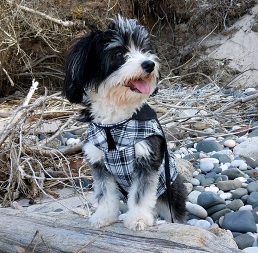 Meet Lola, a spunky 2-year-old Havanese who — wait, is that a squirrel?!