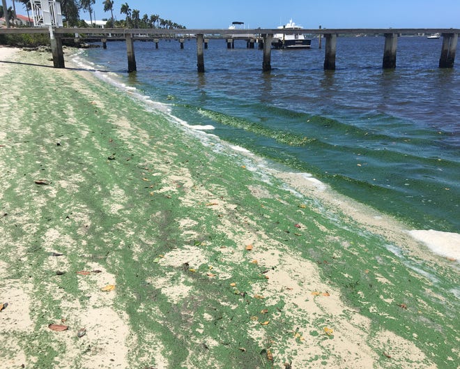 Green algae blankets Summa Beach Park in West Palm Beach on June 21, 2016.