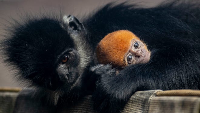 Memphis Zoo Welcomes Baby Francois Langur Monkey