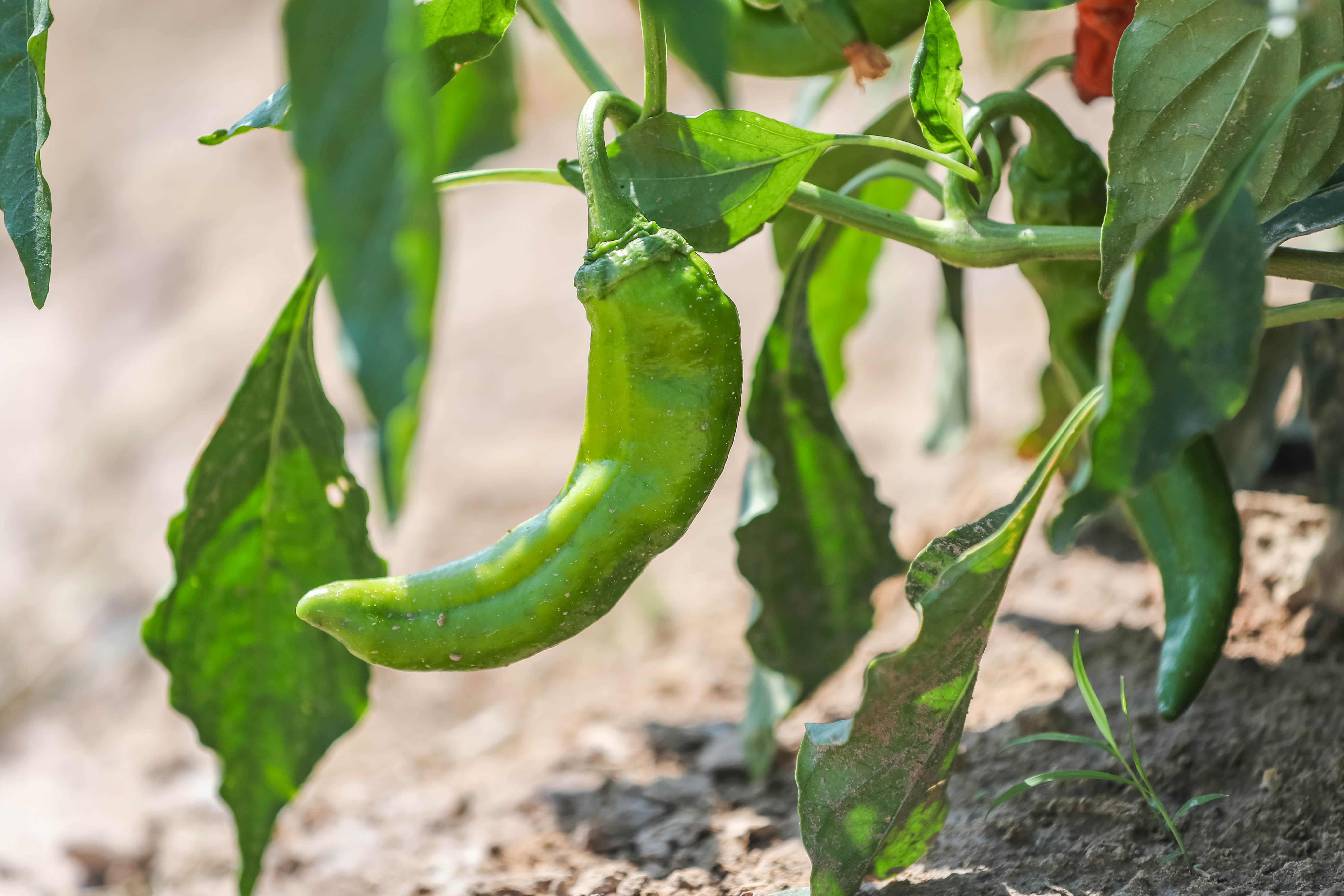 COVID19 pandemic affecting this year's green chile crop in New Mexico