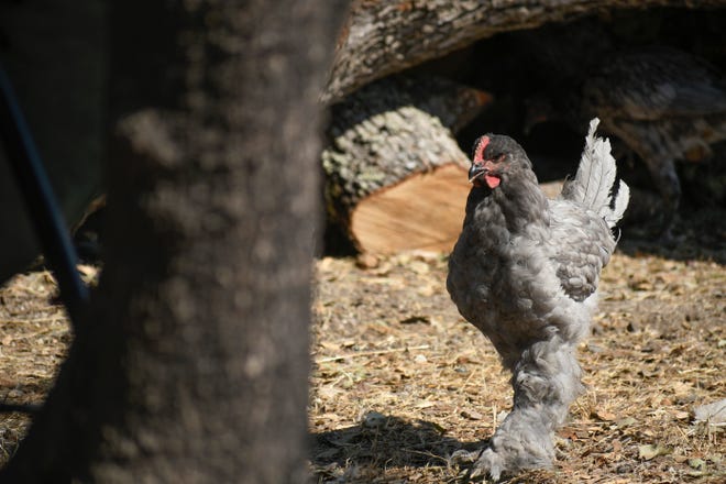 A Sky Ranch Road resident's chickens remain in the backyard after the Carmel Fire. Aug. 25, 2020.