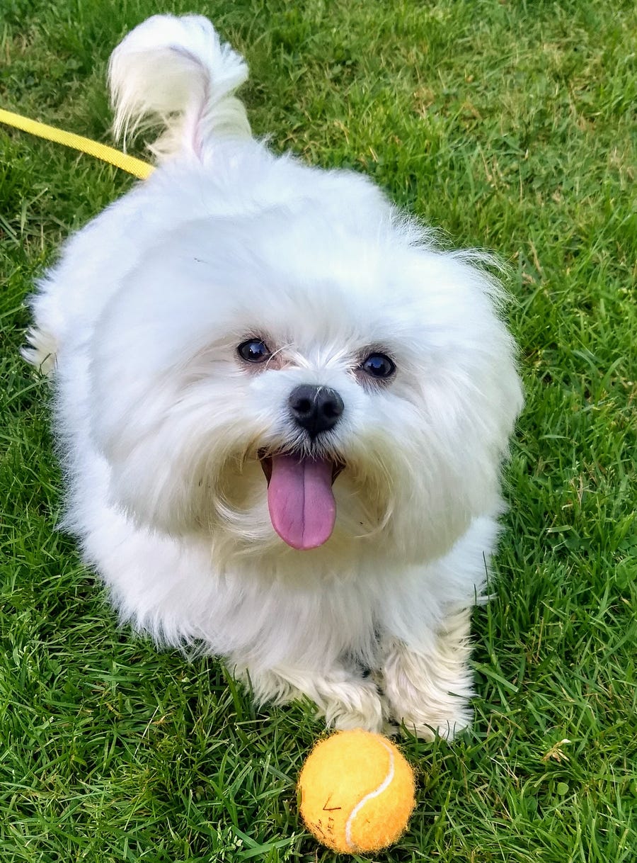 Jax the Maltese may have a resting cute face, but he's a little annoyed you are taking a photo instead of throwing that ball right now.