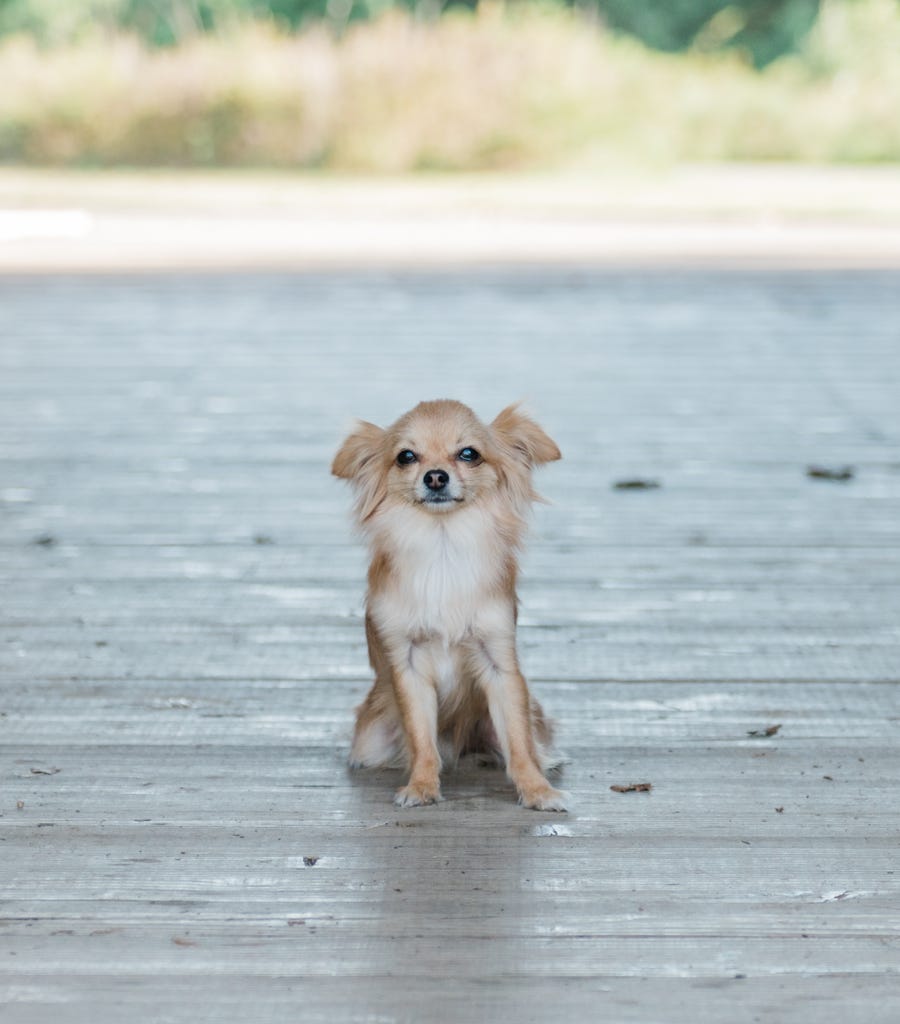 This is Chip, a 3.5-pound long-haired chihuahua. Like his namesake, he's a total snack!