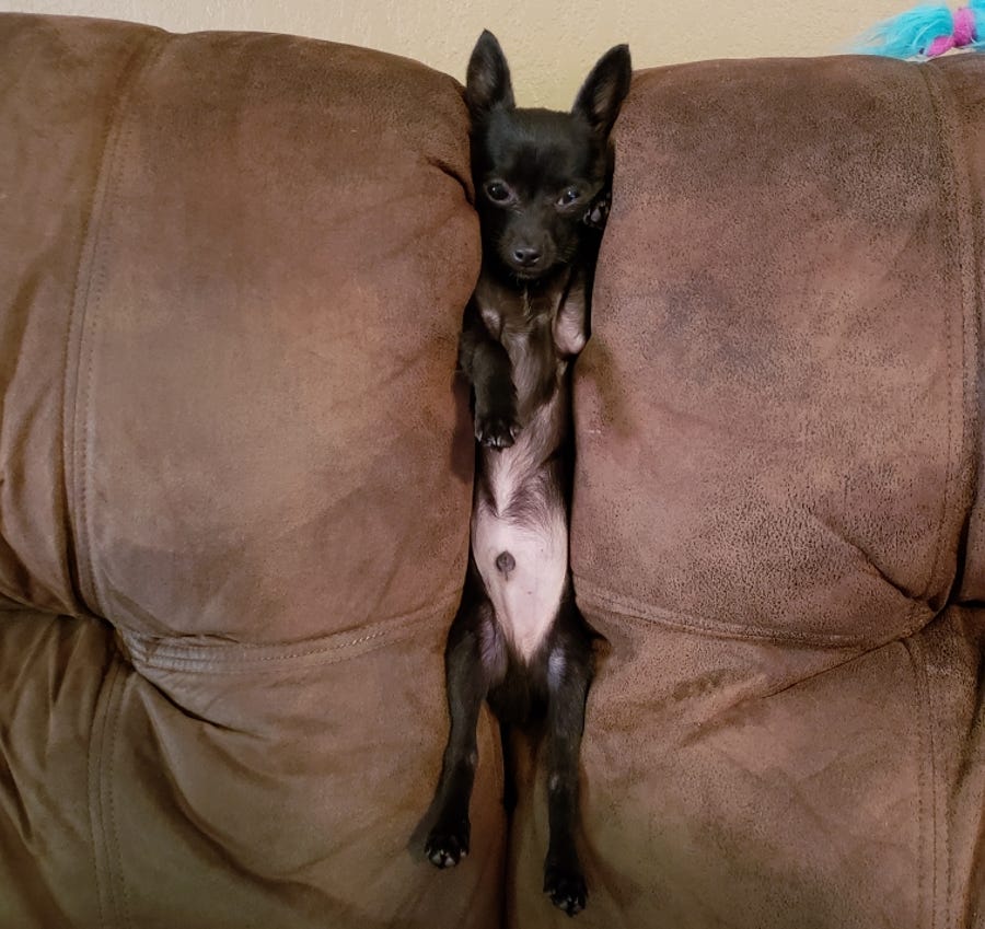 "Between a rock and a hard place? Try two couch cushions!" — Lil' Jack, who does not approve this message.