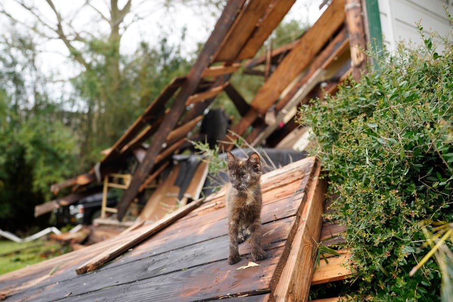 A cat walks through debris on Thursday in Lake Charles, Louisiana.