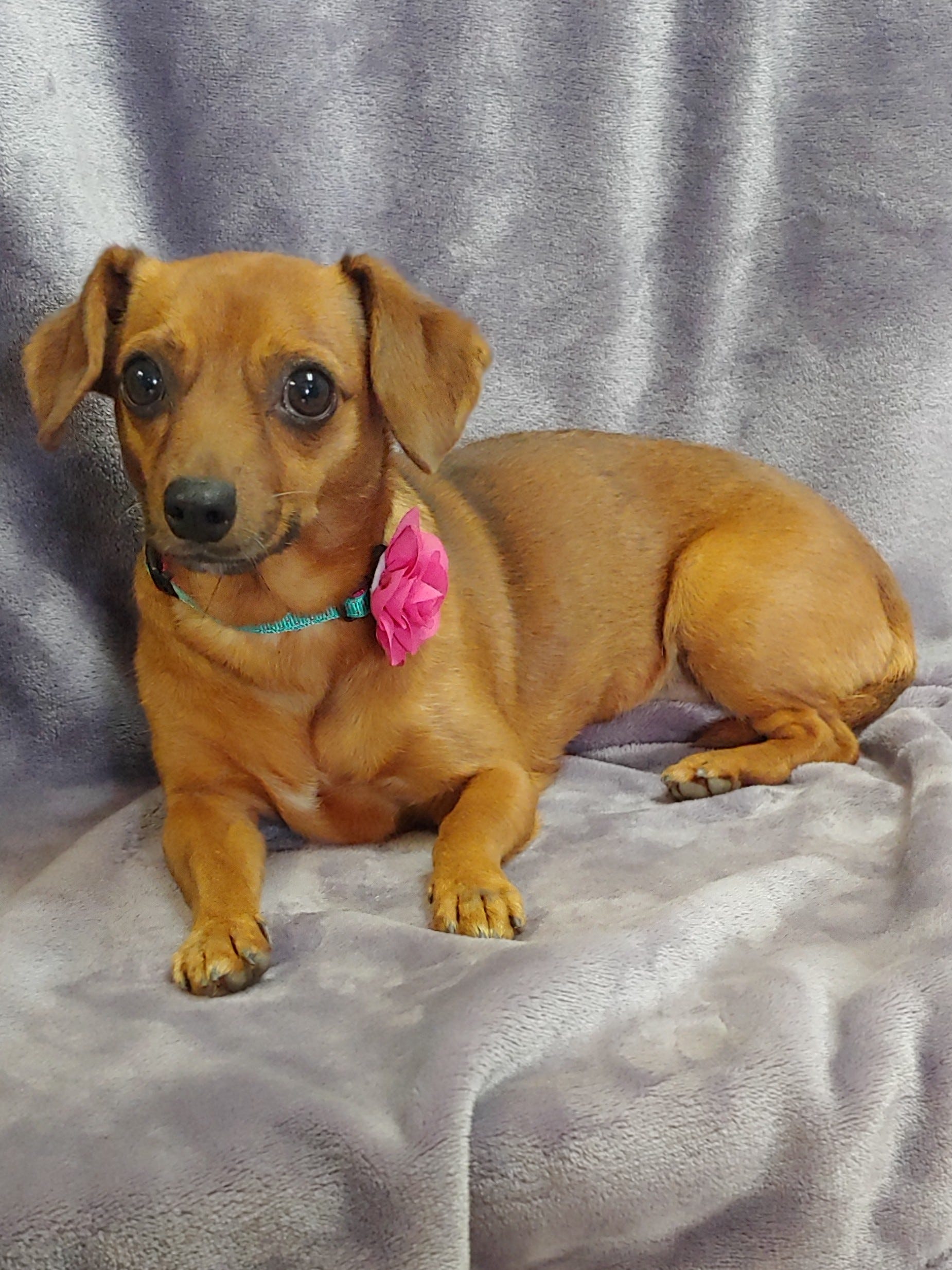 chihuahua mixed with dachshund