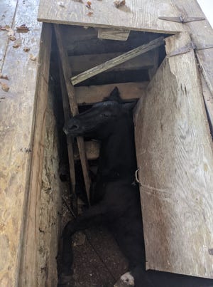 The Fair Grove Fire Protection District says it rescued a horse Thursday after the animal fell into a cellar.