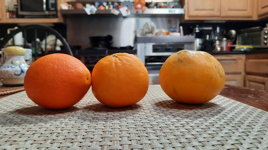 Oranges photographed on Samsung A71 phone