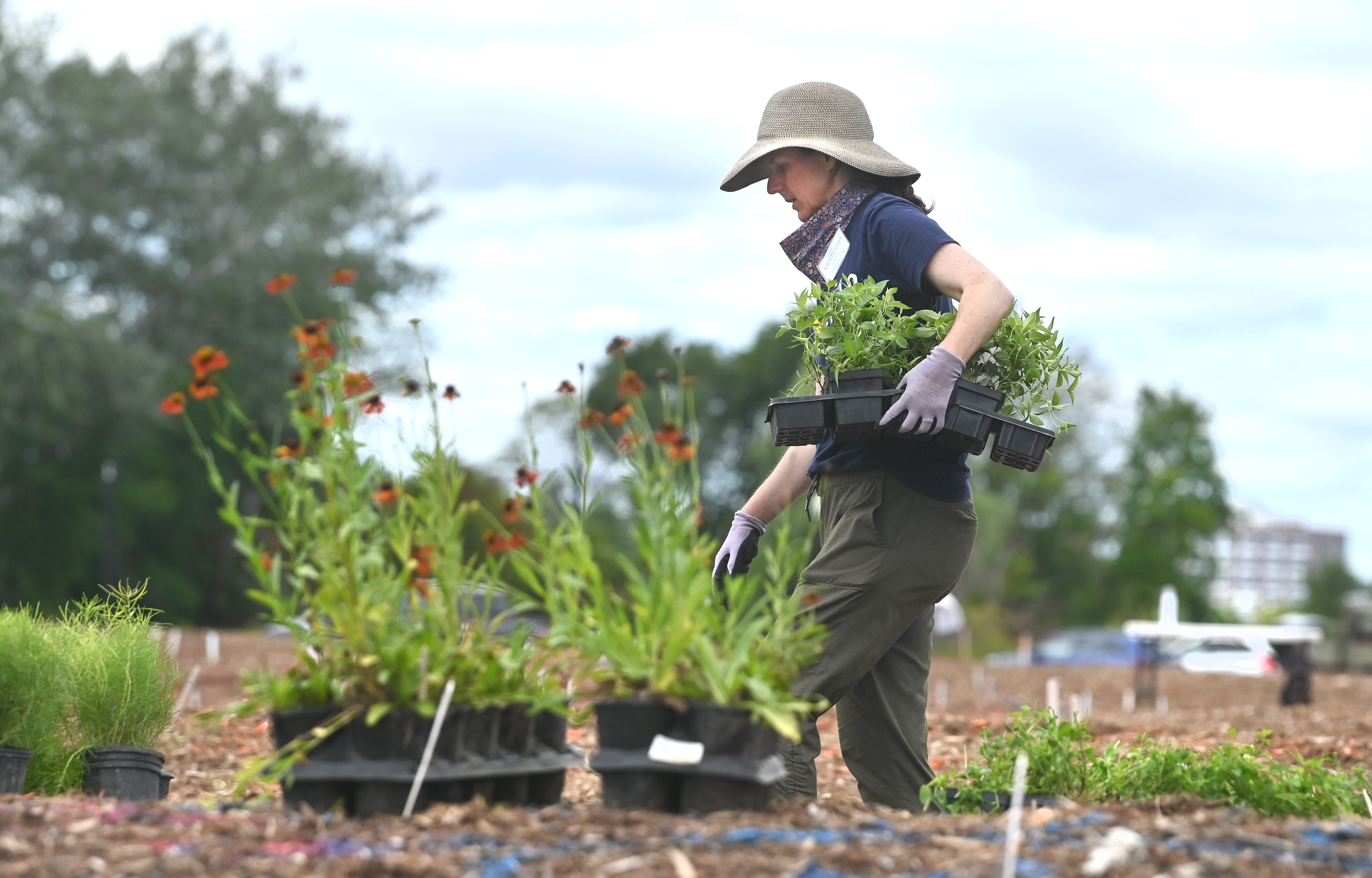 Planting at new Oudolf garden on Belle Isle: 'It's a piece of art'