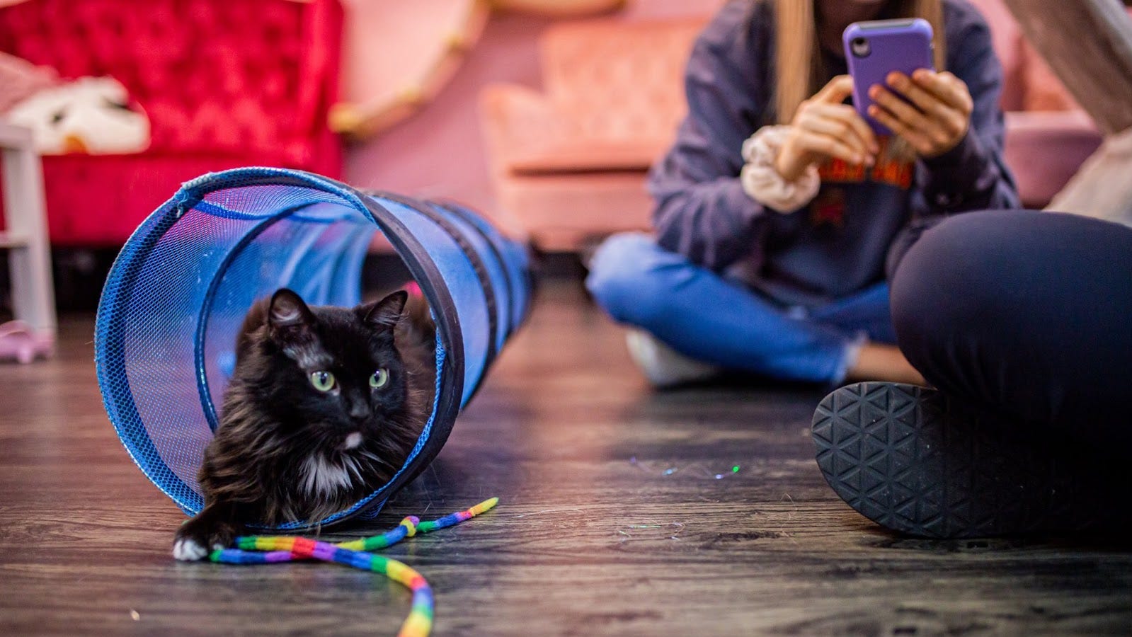  Tally  Cat  Caf  celebrates 600 adoptions
