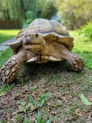 Keith Greenlee of Lake Charles says he was forced to evacuate his home on Wednesday ahead of Hurricane Laura and leave his 150-pound tortoise Daisy behind.