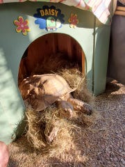 Keith Greenlee of Lake Charles says he was forced to evacuate his home on Wednesday ahead of Hurricane Laura and leave his 150-pound tortoise Daisy behind. Now, Daisy's missing.