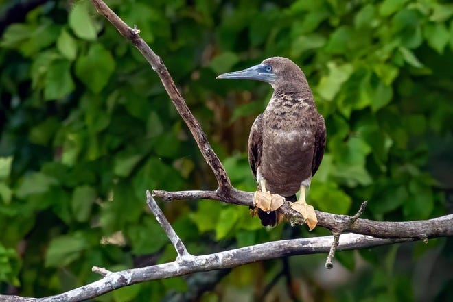 Believed to have been blown inland from the Gulf of Mexico by the recent hurricanes, a brown booby sits on its perch at Nimisila Reservoir south of Akron. It's the first recorded sighting of the sea-going bird ever in Ohio. (Photo courtesy of Brad Imhoff)
