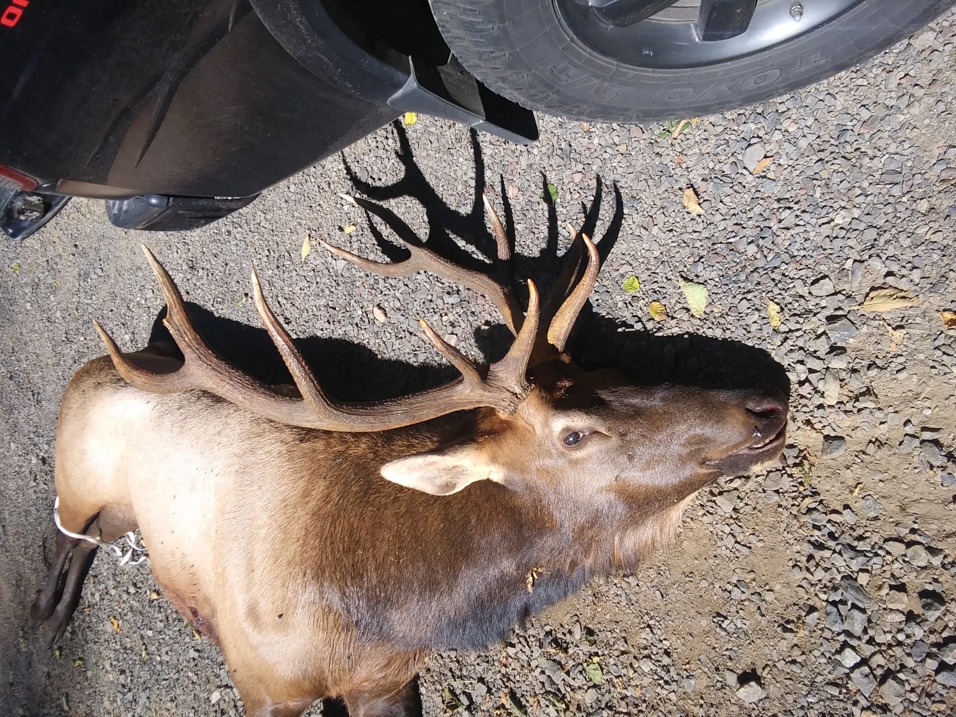 Oregon bow hunter killed by charging elk outside Tillamook