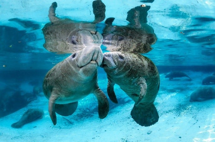 Florida manatees: 5 facts you probably didn't know