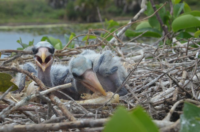 Wood stork chicks are seen eating chicken wings. [Provided by Betsy Evans]