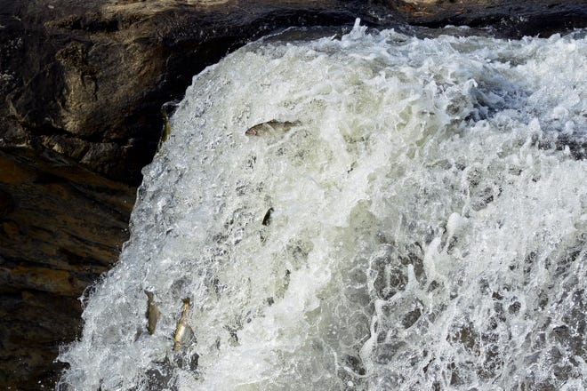A number of trout go over Noccalula Falls in a file photo from Nov. 12, 2019.