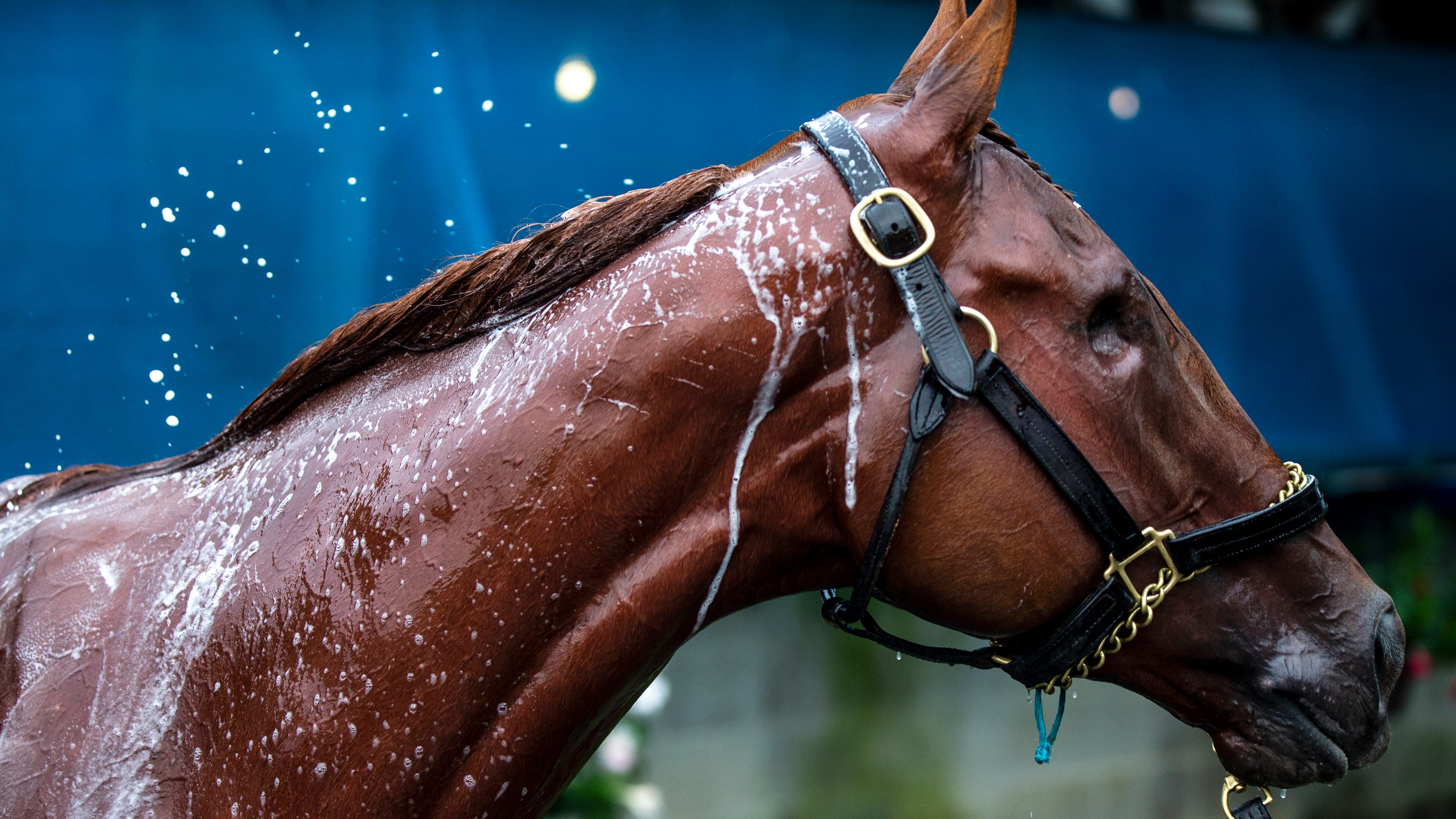 Kentucky Derby 2025 Meet Finnick the Fierce, oneeyed horse