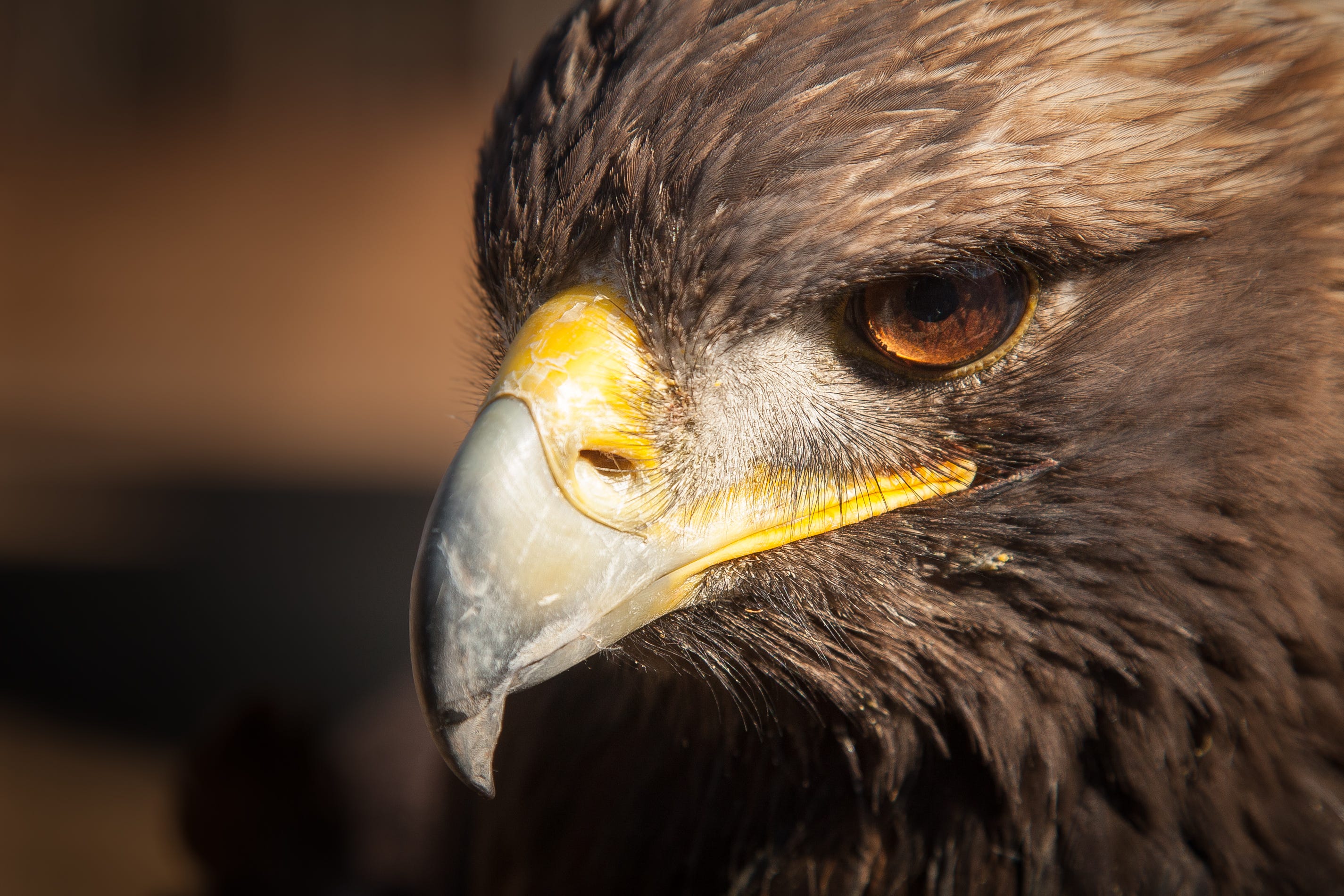 Golden Eagles About To Descend On Alabama For The Winter