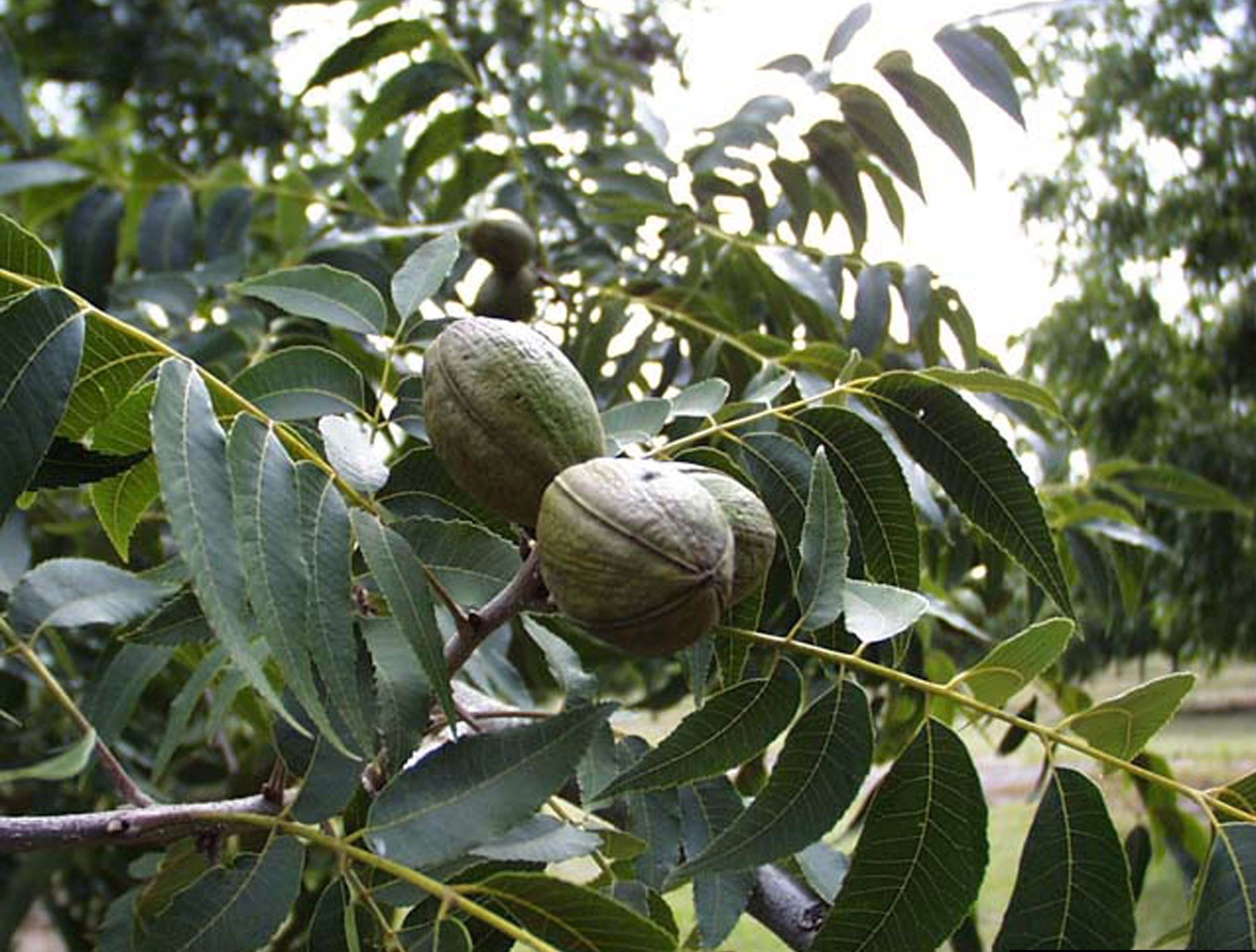 how to grow pecan trees: it takes more than one for a crop