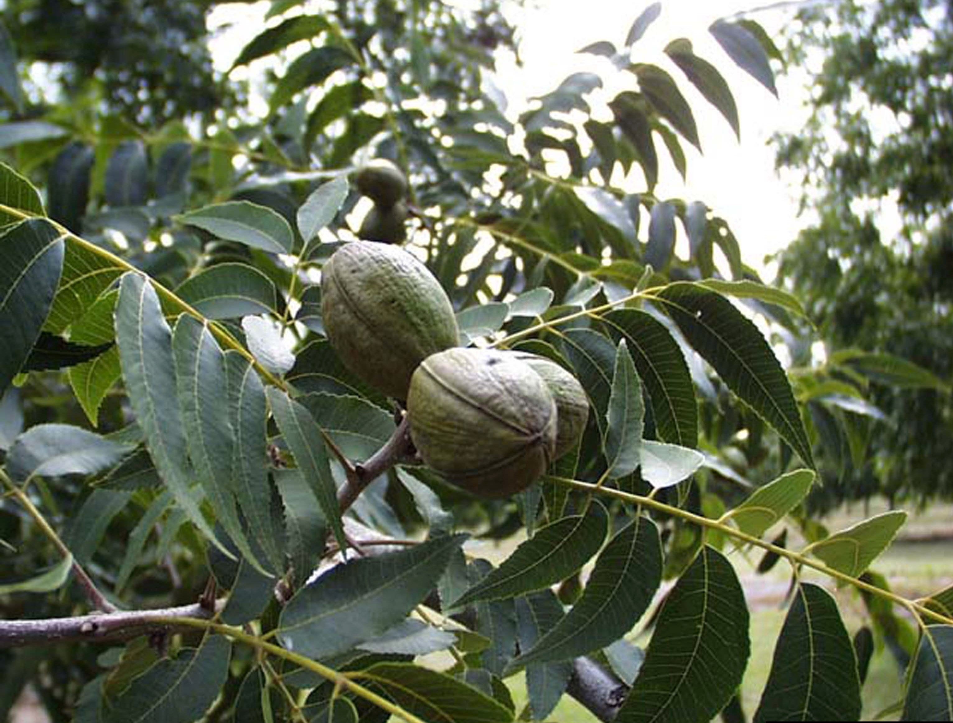 Pecan pie dreams start with a field of trees