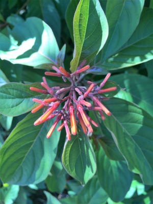Firebush is native to Florida, blooms for months, and attracts many pollinators.