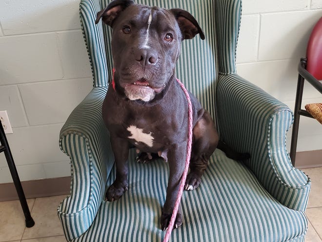 Yoda is a beautiful 2-year-old female Shar Pei / Lab mix. She is super sweet, and can be a little shy at first. She warms up quickly and walks well on a leash. Yoda is dog friendly and does well with kids. Cats are unknown but we can test. Yoda is ready to join her furever home and is waiting to meet you at our shelter!