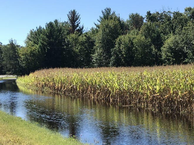 While rain showers bypassed many farms in southwestern Wisconsin last week, those in the central area of the state like Juneau County received several inches of rain, resulting in localized flooding.