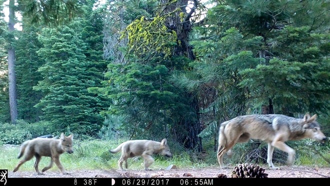 The gray wolf has rebounded to a population of more than 6,000.